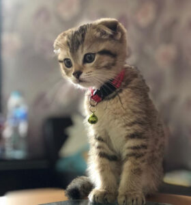 JESIE / FEMALE