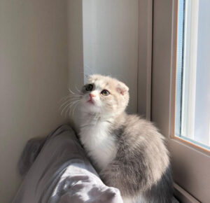 LUNA / FEMALE