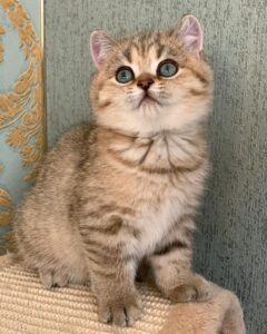 SOPHIE / MALE